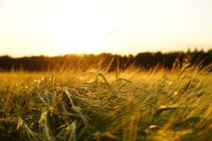 Plant Health