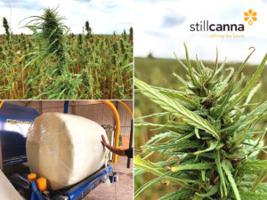 StillCanna