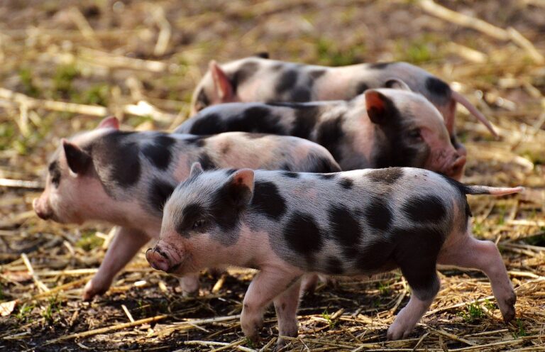 AIVLOSIN IN PIGS