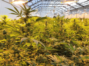 Zoetic International CBD