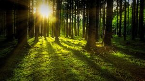 forestry investment
