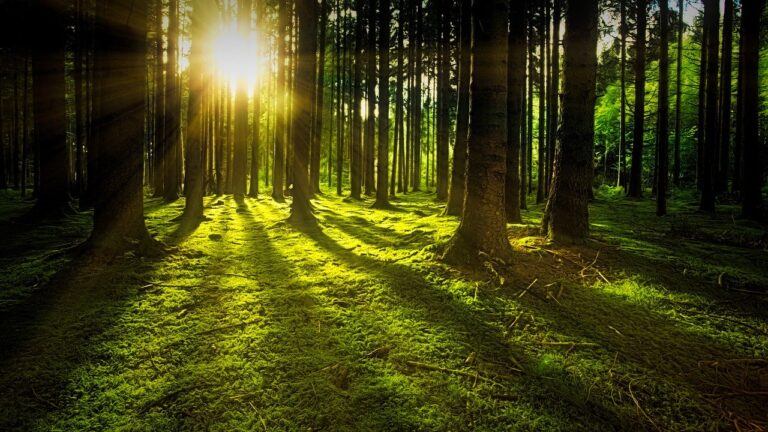 forestry investment