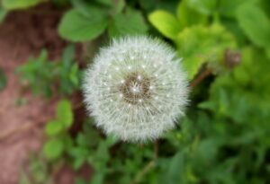 Allergy