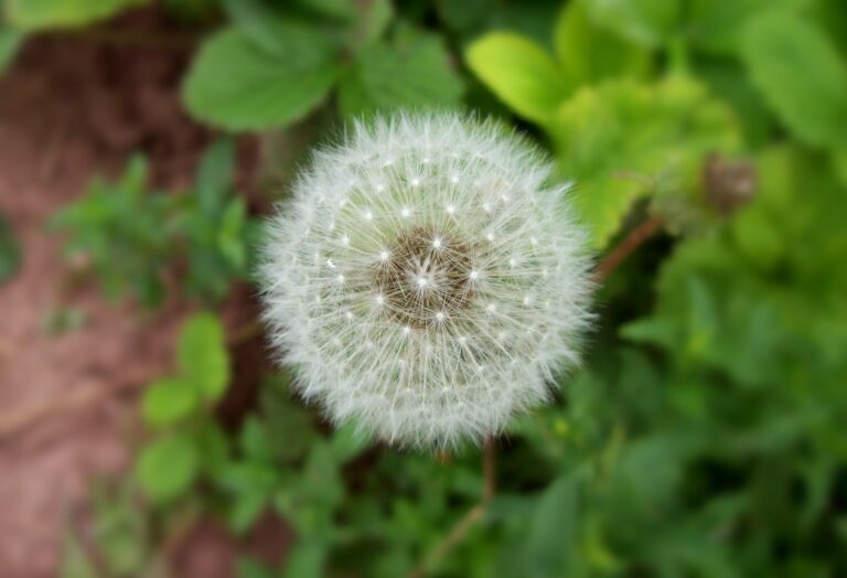 Allergy