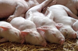 ECO Animal Health