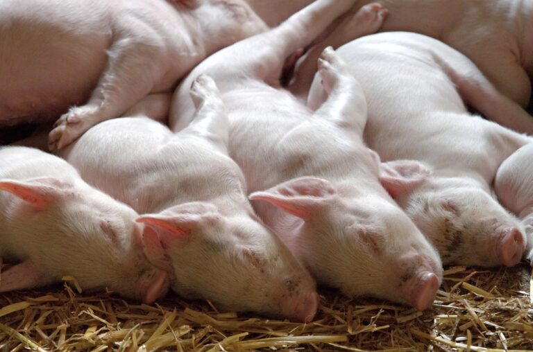 ECO Animal Health