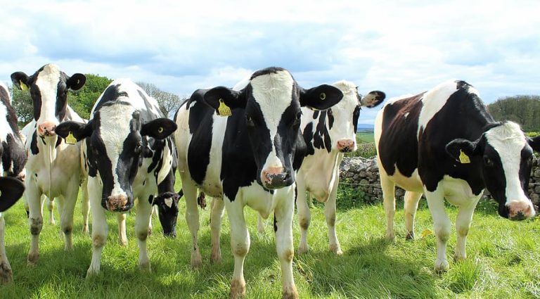 National Milk Records plc