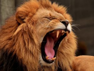 Liontrust Asset Management