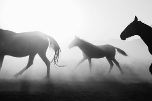 ECO Animal Health