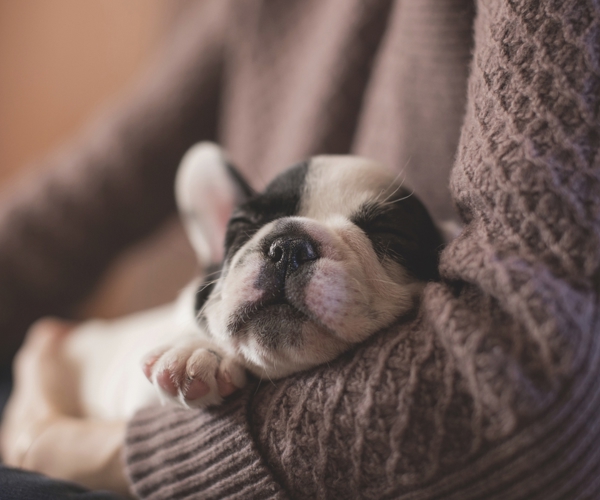 Pets at Home Group